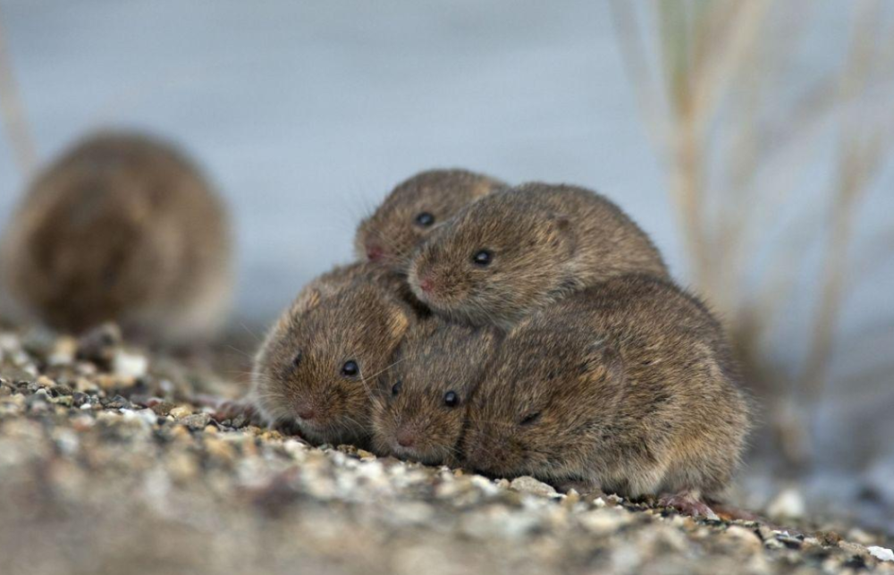 鸳鸯|一生只有一个配偶的动物，如果一方死亡了，另一方会怎么办？