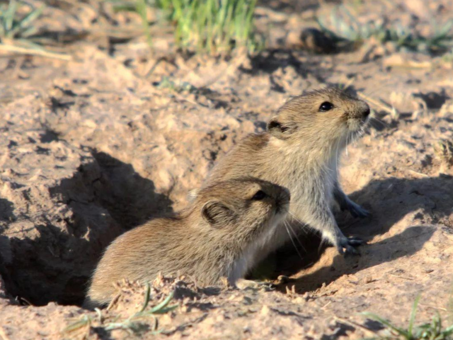 鸳鸯|一生只有一个配偶的动物，如果一方死亡了，另一方会怎么办？