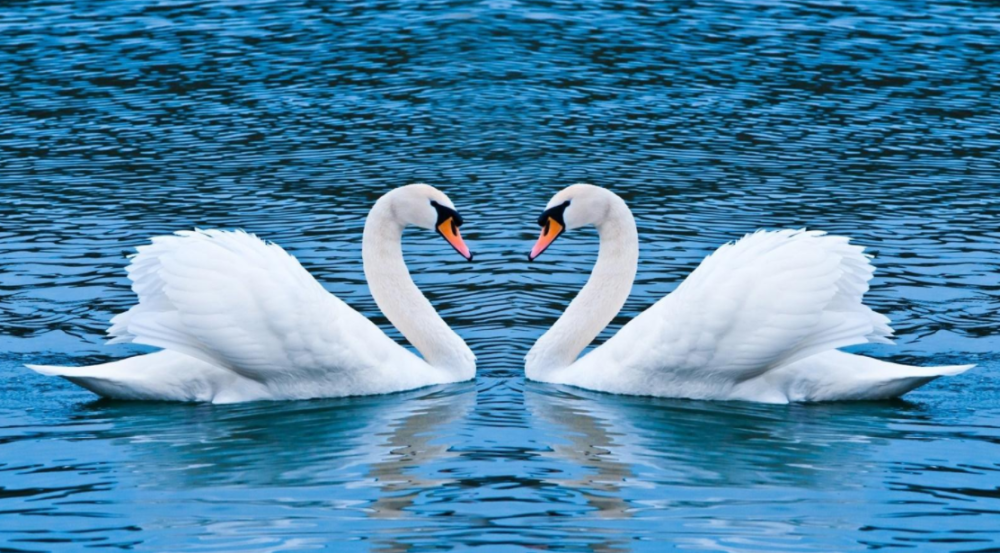 鸳鸯|一生只有一个配偶的动物，如果一方死亡了，另一方会怎么办？