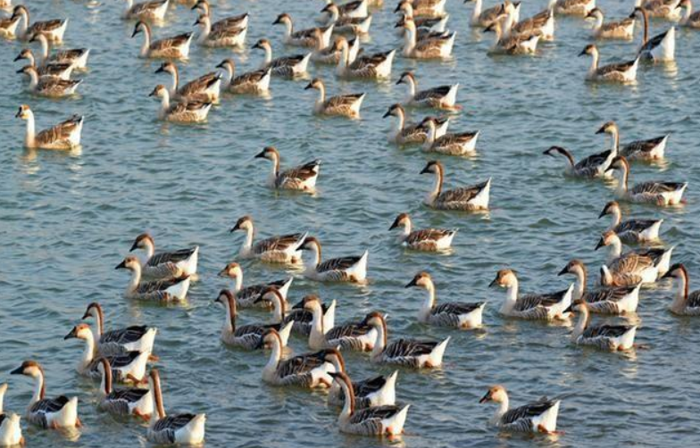 鸳鸯|一生只有一个配偶的动物，如果一方死亡了，另一方会怎么办？