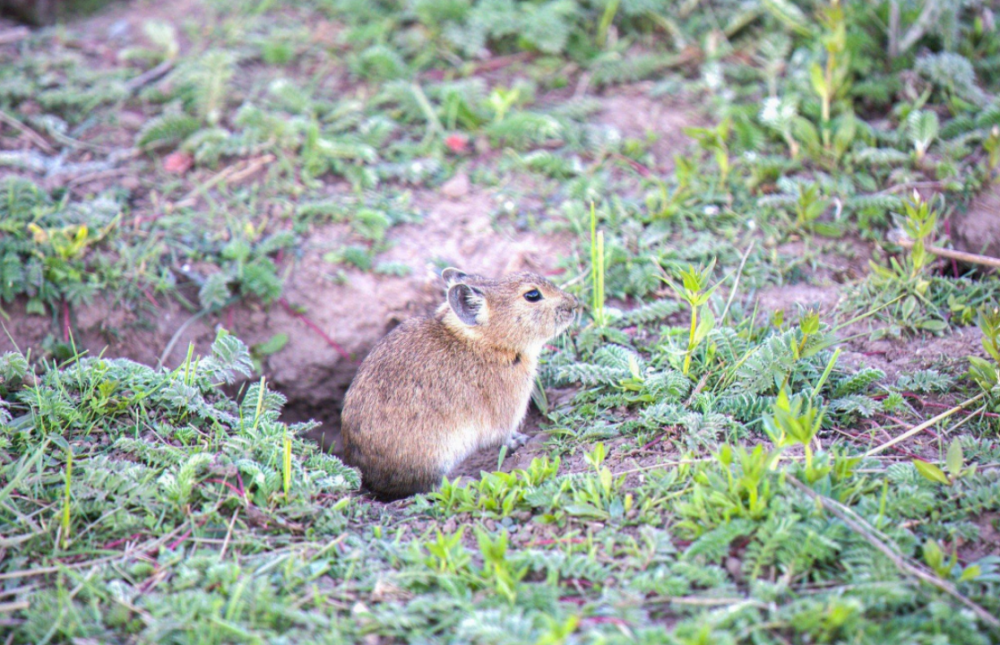 鸳鸯|一生只有一个配偶的动物，如果一方死亡了，另一方会怎么办？