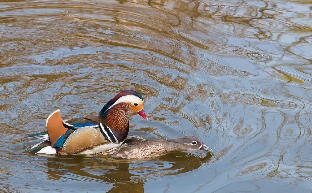鸳鸯|一生只有一个配偶的动物，如果一方死亡了，另一方会怎么办？