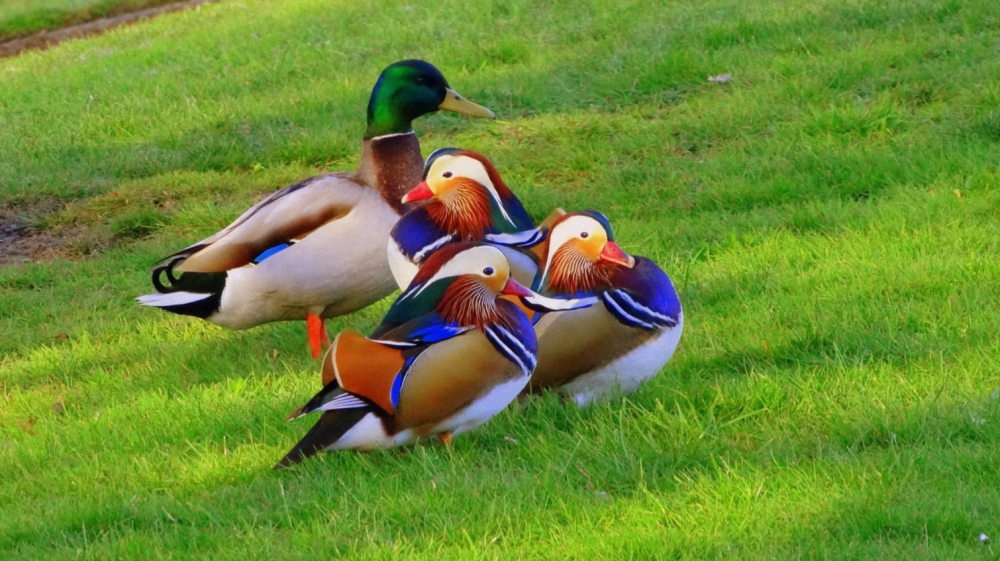 鸳鸯|一生只有一个配偶的动物，如果一方死亡了，另一方会怎么办？