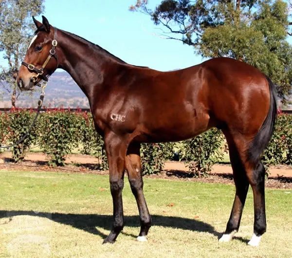 牛运亨通aquisfarm雅士牧场旗下三岁赛马频频夺冠