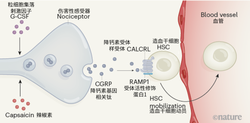 造血干细胞|吃辣除了爽，还能动员造血干细胞！