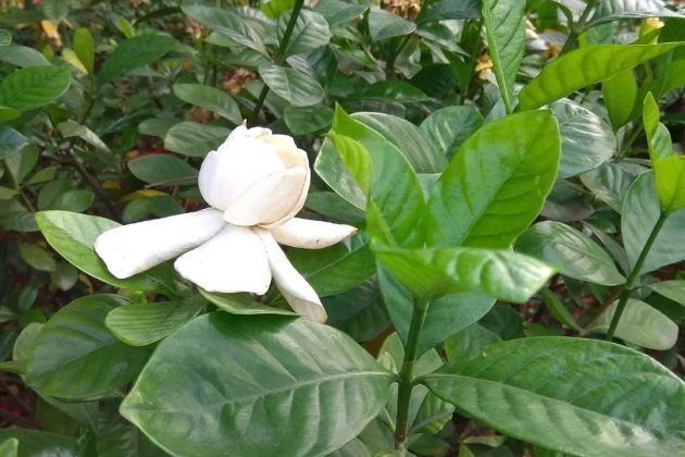 梔子花長得太高怎麼辦