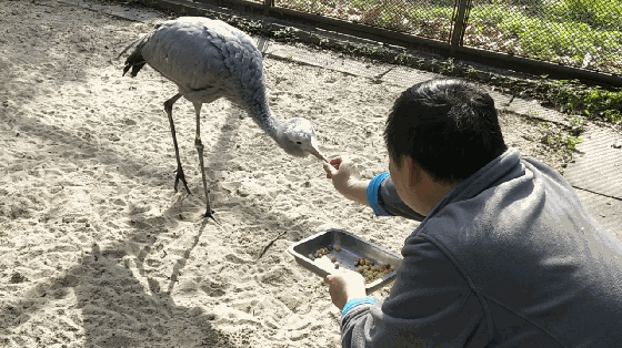 探索彩虹湯圓大魚丸湯圓上海動物園的元宵食譜竟如此豐富