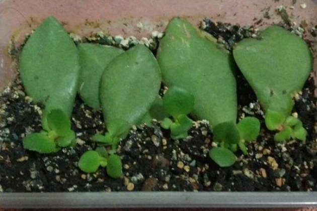 玉树的扦插繁殖方法叶插和枝插详解