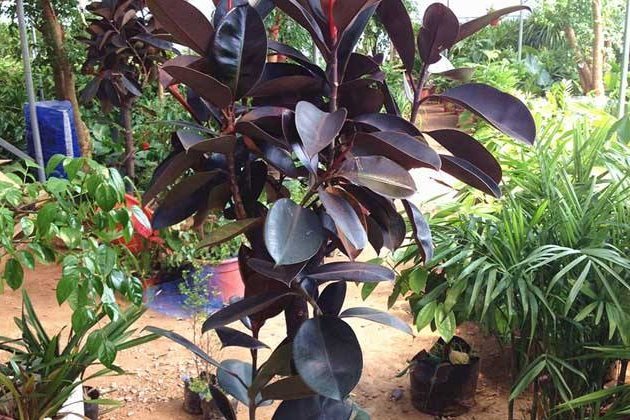 橡皮树摘心的时机与步骤