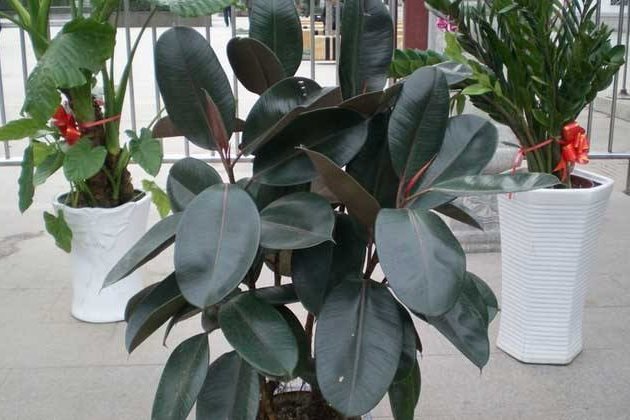 橡皮树摘心的时机与步骤