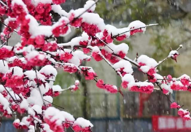 压低了头,而梅花却不畏严寒,绽放在茫茫的冰天雪地里