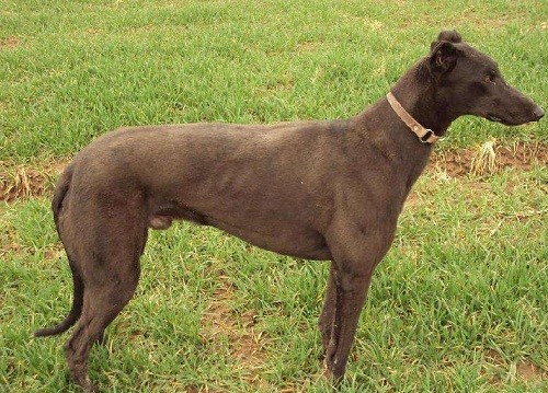 三个月格力幼犬脱毛