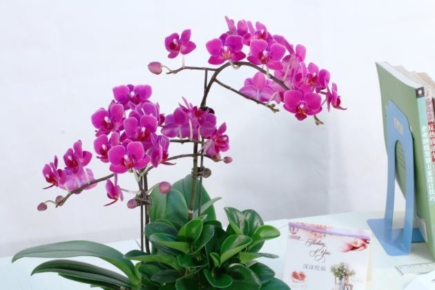 蝴蝶兰有毒吗蝴蝶兰适合放在卧室内养吗