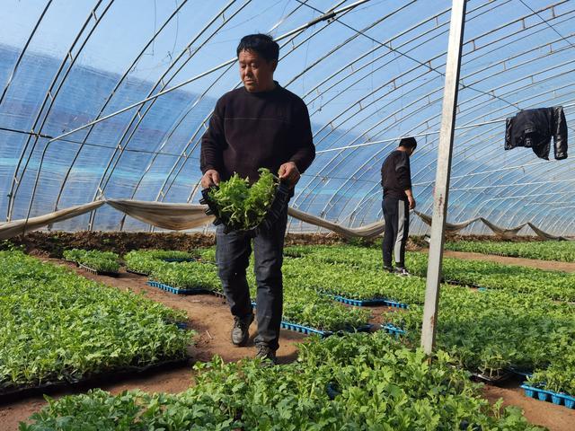 中牟乡村振兴 瓜苗抢购定植看准 五一 上市 腾讯新闻