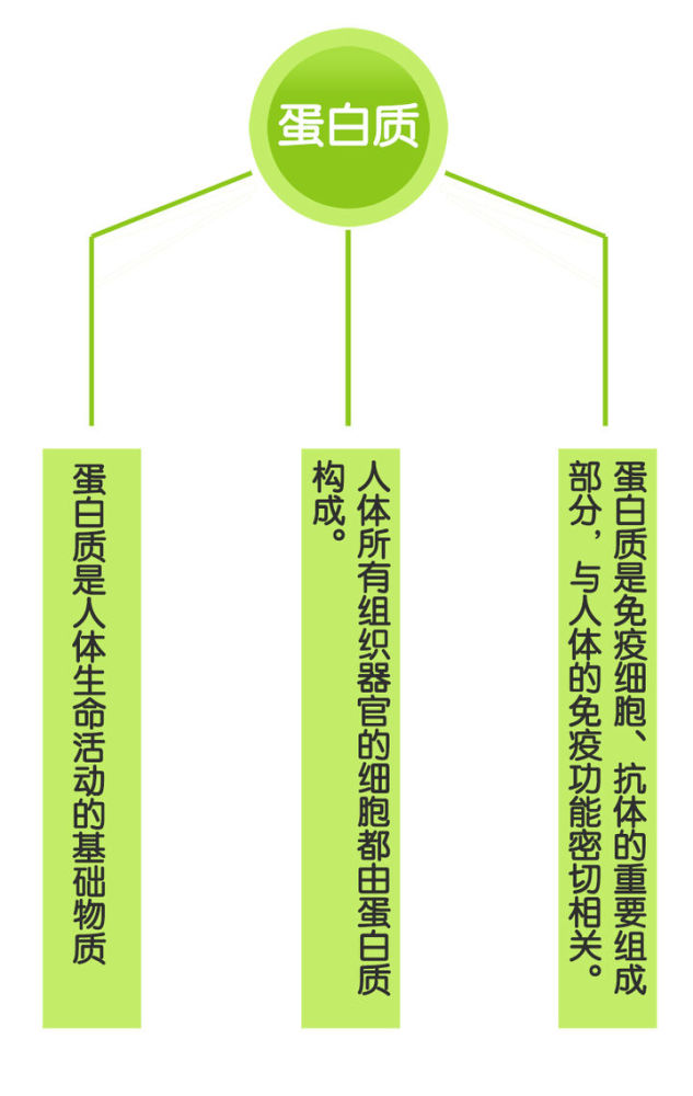 蛋白质是人体必要的营养元素,人体的红细胞,白细胞,抗体由蛋白质转化