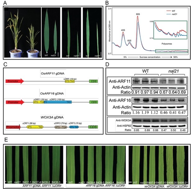 叶片|水稻叶片宽窄可选？作科所揭示调控新机制
