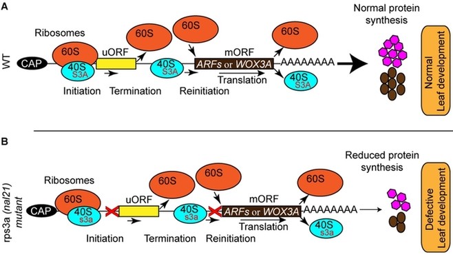 叶片|水稻叶片宽窄可选？作科所揭示调控新机制
