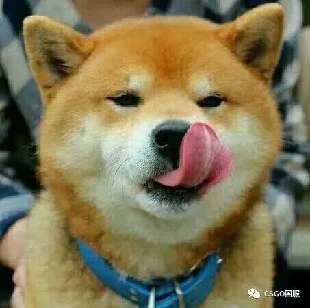 舔狗舔狗一无所有