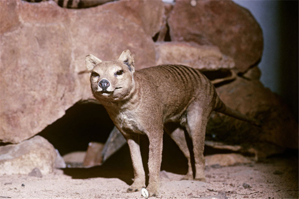 科学家拍到消失85年的袋狼,灭绝的生物频繁出现,这是好事吗?_腾讯新闻