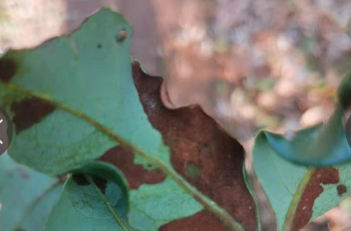 荔枝瘿螨是个什么鬼把荔枝叶片危害成这样