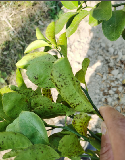 柑橘得了煤污病这几点建议帮你科学防治