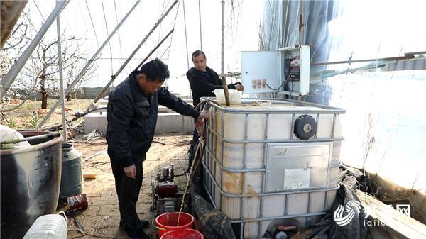 东营|112秒｜东营大棚果树进入盛花期红粉簇簇娇颜美丽 数万蜜蜂授粉现场壮观