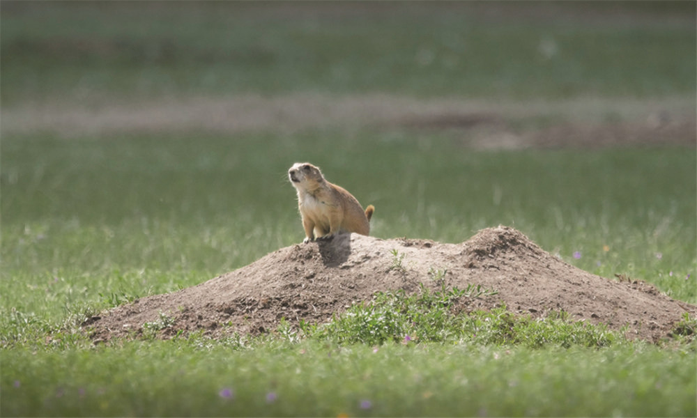 地松鼠|地松鼠的洞穴结构，能实现物理通风，“多室多厅”功能齐全