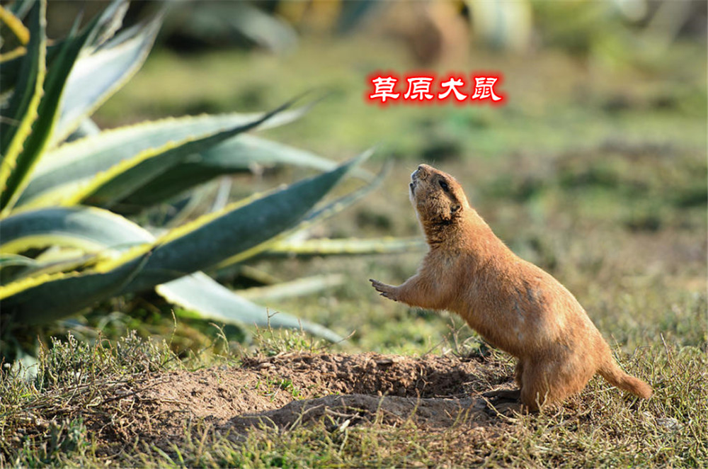 地松鼠|地松鼠的洞穴结构，能实现物理通风，“多室多厅”功能齐全