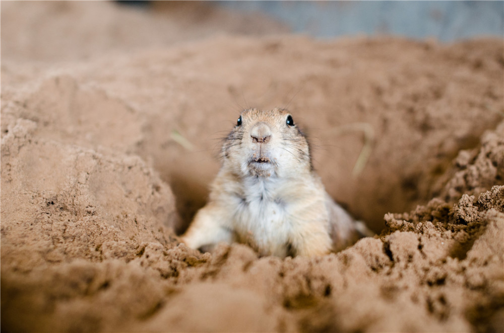 地松鼠|地松鼠的洞穴结构，能实现物理通风，“多室多厅”功能齐全