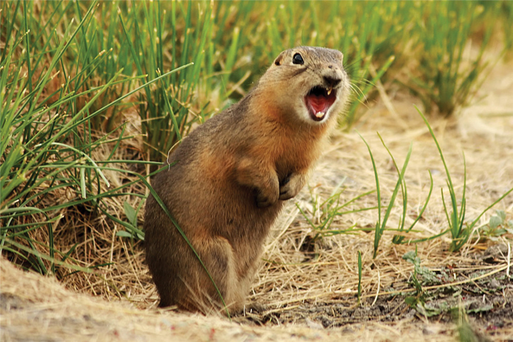 地松鼠|地松鼠的洞穴结构，能实现物理通风，“多室多厅”功能齐全