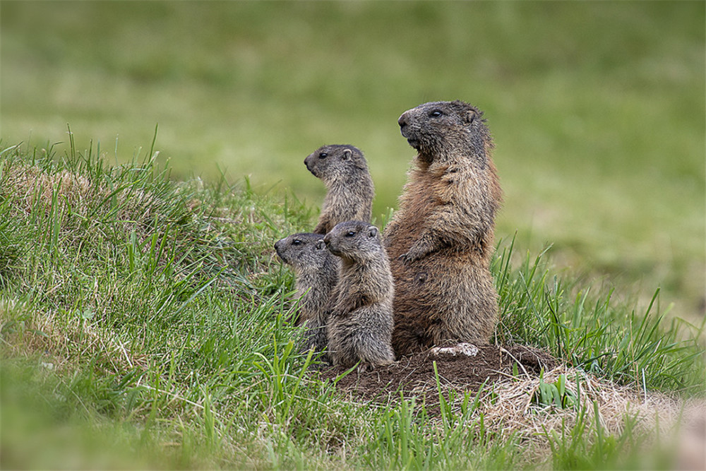 地松鼠|地松鼠的洞穴结构，能实现物理通风，“多室多厅”功能齐全