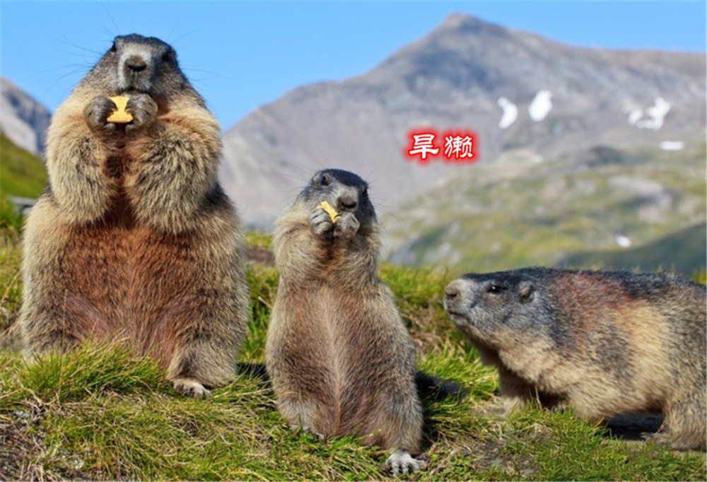 地松鼠|地松鼠的洞穴结构，能实现物理通风，“多室多厅”功能齐全