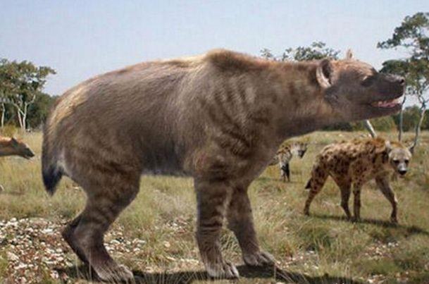 抛开时间的跨度,东北虎与巨鬣狗谁更厉害?为什么?