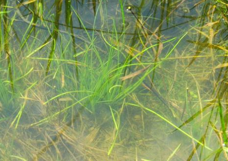 长在水里的韭菜有幸遇到请保护好它是一级保护植物别误伤了