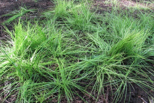 它是一级保护植物,别误伤了|野菜|蕨类|沼泽地|韭菜|中华|蔬菜