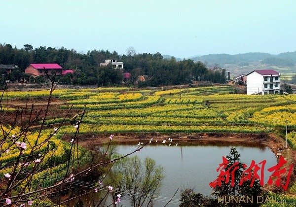 双峰县锁石镇春天有约来赏万亩油菜花