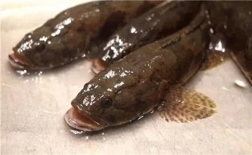 这时田野里油菜花盛开,一片金黄,苏州人称其为"菜花塘鳢鱼"