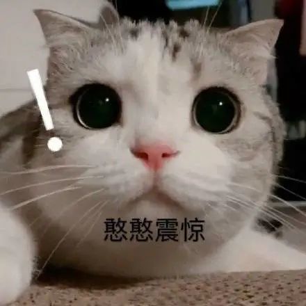 表情包|猫 奇怪的凡人增加了