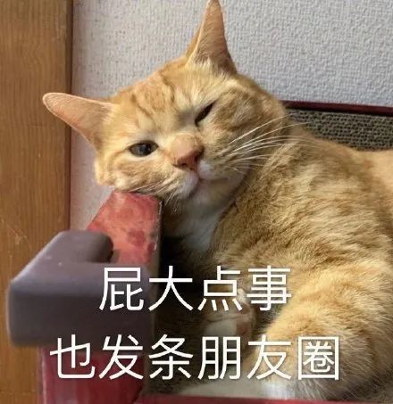 表情包猫奇怪的凡人增加了