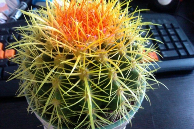 仙人球有毒吗仙人球适合放在家中室内或卧室