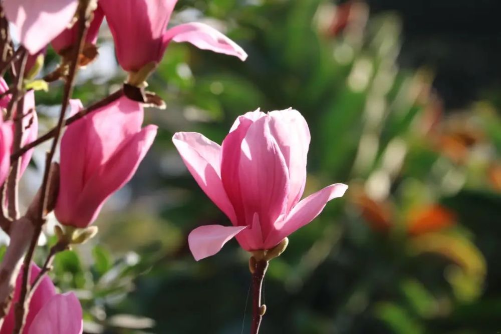 行摄宾川 夜赏紫玉兰闲庭看花开 腾讯新闻