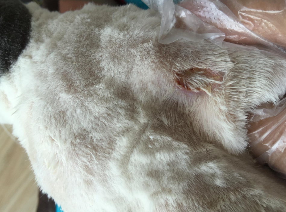 猫咪长了猫癣连形状都是爱你的模样