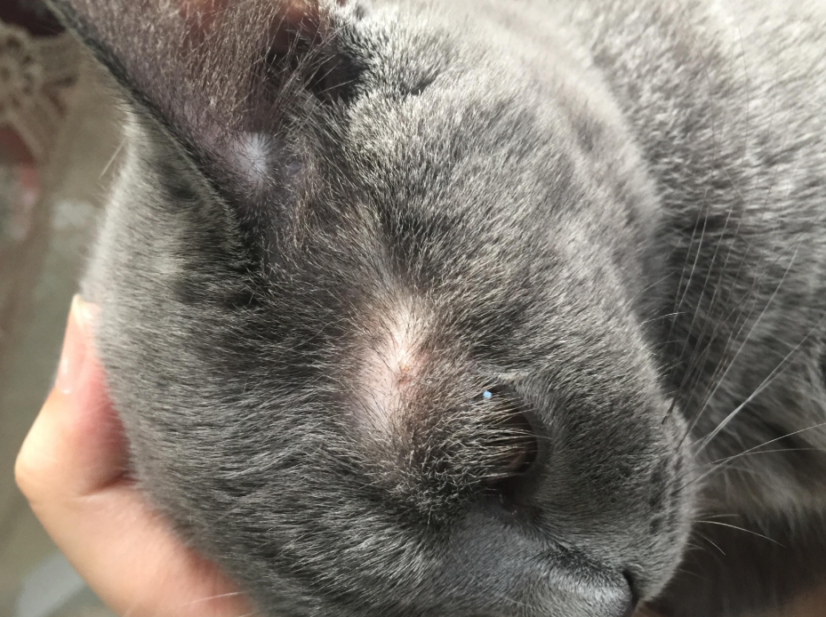 猫咪长了猫癣连形状都是爱你的模样