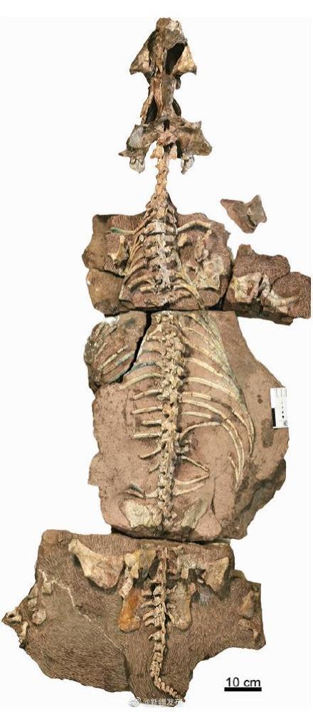 科学家发现2.5亿年前九峰吐鲁番兽 上颌长有一对巨牙