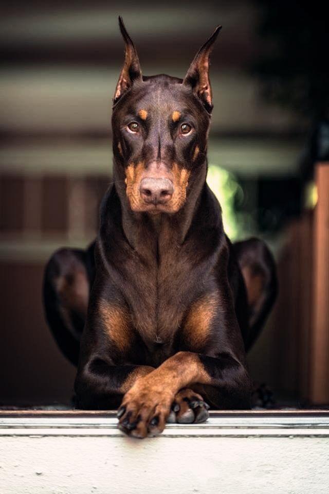 不能養杜賓犬的五大理由新手勸退