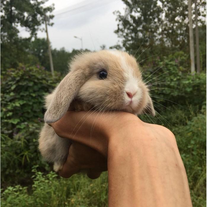 垂耳兔为什么不能养 原来是有这五个原因 腾讯新闻