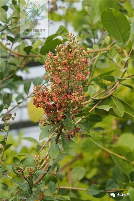 指甲花叶见过吗收敛止血治创伤出血