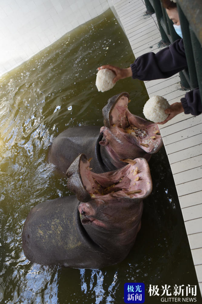 大河马也是吃货一枚.大象吃元宵.