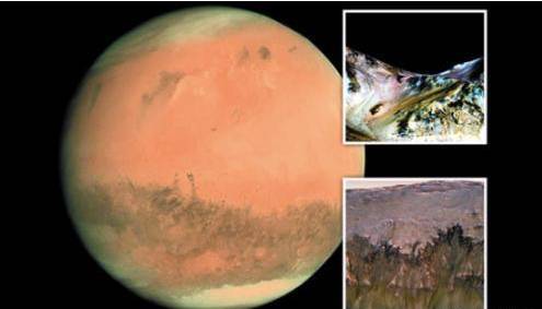 微生物|重大发现！地球上的微生物可在火星存活，返回地球后还能复活