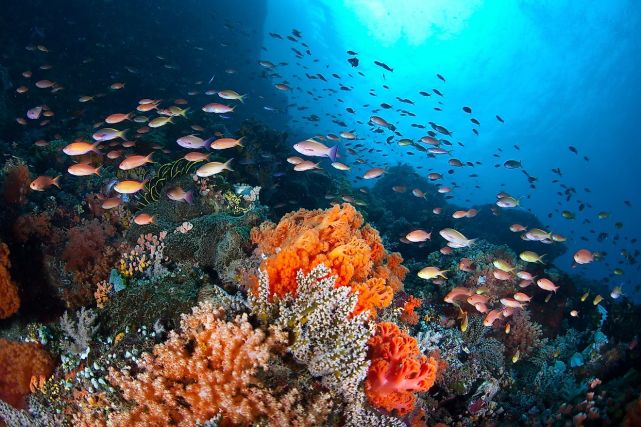 世界最大珊瑚礁生态系统澳大利亚自然奇观大堡礁